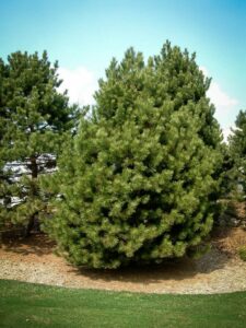 Сосна Чёрная (Pinus Nigra) купить по цене от 270.00р. в интернет-магазине «Посадика» с доставкой почтой в в Мензелинске и по всей России – [изображение №1].