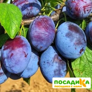 Слива Чачакская ранняя купить по цене от 229.00р. в интернет-магазине «Посадика» с доставкой почтой в в Мензелинске и по всей России – [изображение №1].