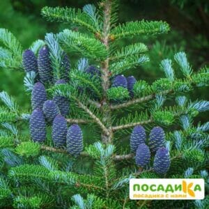 Пихта корейская (Abies koreana) купить по цене от 450.00р. в интернет-магазине «Посадика» с доставкой почтой в в Мензелинске и по всей России – [изображение №1].