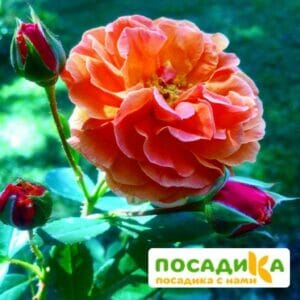 Роза Арабия купить по цене от 350.00р. в интернет-магазине «Посадика» с доставкой почтой в в Мензелинске и по всей России – [изображение №1].