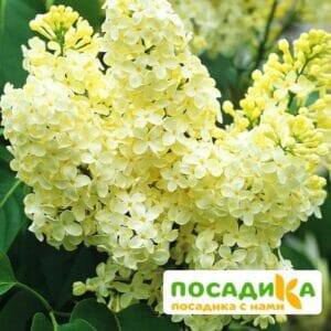 Сирень Примроуз (Primrose) купить по цене от 529.00р. в интернет-магазине «Посадика» с доставкой почтой в в Мензелинске и по всей России – [изображение №1].