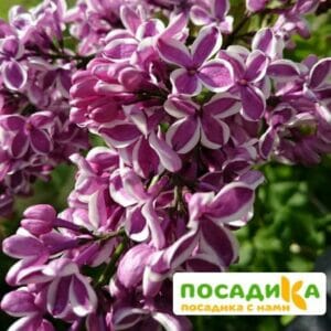 Сирень Сенсация купить по цене от 529.00р. в интернет-магазине «Посадика» с доставкой почтой в в Мензелинске и по всей России – [изображение №1].