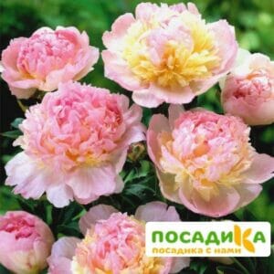 Пион Распберри Сандей (Paeonia Raspberry Sundae) купить по цене от 959р. в интернет-магазине «Посадика» с доставкой почтой в в Мензелинске и по всей России – [изображение №1].