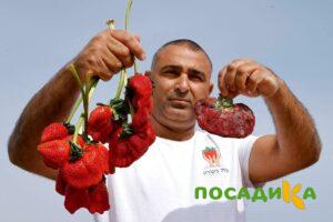 Клубника Гигант Джорнея купить по цене от 266р. в интернет-магазине «Посадика» с доставкой почтой в в Мензелинске и по всей России – [изображение №1].