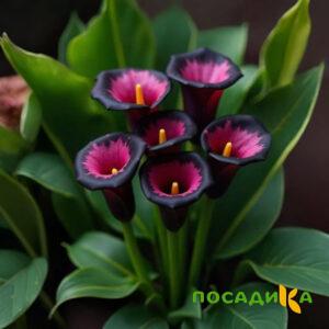 Калла Аура Лейс купить по цене от 400р. в интернет-магазине «Посадика» с доставкой почтой в в Мензелинске и по всей России – [изображение №1].