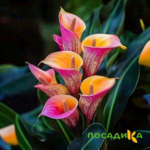 Калла Оникс купить по цене от 450р. в интернет-магазине «Посадика» с доставкой почтой в в Мензелинске и по всей России – [изображение №1].
