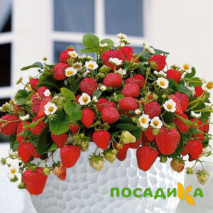 Клубника Рубиновый Шепот (горшечная) купить по цене от 240р. в интернет-магазине «Посадика» с доставкой почтой в в Мензелинске и по всей России – [изображение №1].