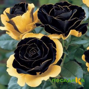 Роза Ханни Сикл купить по цене от 700р. в интернет-магазине «Посадика» с доставкой почтой в в Мензелинске и по всей России – [изображение №1].