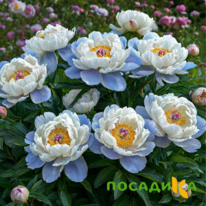Пион акварельный Этюд купить по цене от 806р. в интернет-магазине «Посадика» с доставкой почтой в в Мензелинске и по всей России – [изображение №1].