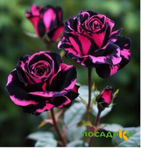 Роза Багровый Шепот купить по цене от 366р. в интернет-магазине «Посадика» с доставкой почтой в в Мензелинске и по всей России – [изображение №1].