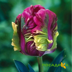 Тюльпан Экзотик Хэвен купить по цене от 186р. в интернет-магазине «Посадика» с доставкой почтой в в Мензелинске и по всей России – [изображение №1].