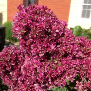 Флокс Филингс купить по цене от 329р. в интернет-магазине «Посадика» с доставкой почтой в в Мензелинске и по всей России – [изображение №1].