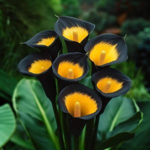 Калла Легато купить по цене от 620р. в интернет-магазине «Посадика» с доставкой почтой в в Мензелинске и по всей России – [изображение №1].