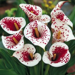 Калла Эмпайр купить по цене от 302р. в интернет-магазине «Посадика» с доставкой почтой в в Мензелинске и по всей России – [изображение №1].