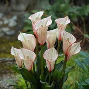 Калла Глейшер купить по цене от 299р. в интернет-магазине «Посадика» с доставкой почтой в в Мензелинске и по всей России – [изображение №1].