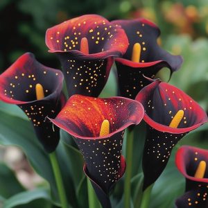 Калла Нуар купить по цене от 299р. в интернет-магазине «Посадика» с доставкой почтой в в Мензелинске и по всей России – [изображение №1].