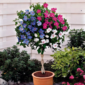 Гибискус-Дерево Триколор купить по цене от 289р. в интернет-магазине «Посадика» с доставкой почтой в в Мензелинске и по всей России – [изображение №1].