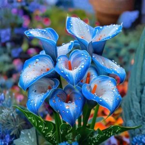 Калла Портрейт купить по цене от 292р. в интернет-магазине «Посадика» с доставкой почтой в в Мензелинске и по всей России – [изображение №1].