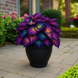 Хоста Фрости Блю купить по цене от 389р. в интернет-магазине «Посадика» с доставкой почтой в в Мензелинске и по всей России – [изображение №1].