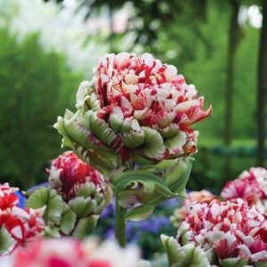 Тюльпан Дабл Флеминг Берд купить по цене от 249р. в интернет-магазине «Посадика» с доставкой почтой в в Мензелинске и по всей России – [изображение №1].