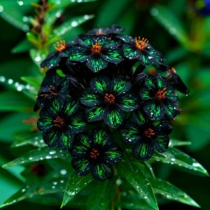 Флокс Ривьера купить по цене от 299р. в интернет-магазине «Посадика» с доставкой почтой в в Мензелинске и по всей России – [изображение №1].