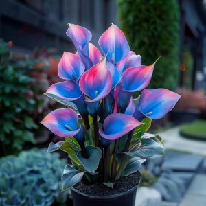 Калла Импрессия купить по цене от 590р. в интернет-магазине «Посадика» с доставкой почтой в в Мензелинске и по всей России – [изображение №1].