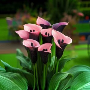 Калла Энигма купить по цене от 291р. в интернет-магазине «Посадика» с доставкой почтой в в Мензелинске и по всей России – [изображение №1].