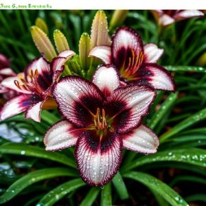 Лилейник Крим Сикл купить по цене от 799р. в интернет-магазине «Посадика» с доставкой почтой в в Мензелинске и по всей России – [изображение №1].