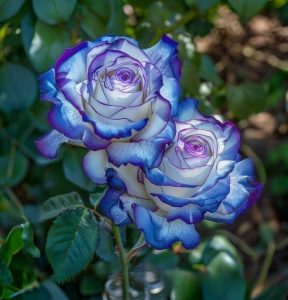 Роза Пэтолз Хоуп купить по цене от 333р. в интернет-магазине «Посадика» с доставкой почтой в в Мензелинске и по всей России – [изображение №1].