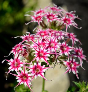 Флокс Метельчатый Путь купить по цене от 456р. в интернет-магазине «Посадика» с доставкой почтой в в Мензелинске и по всей России – [изображение №1].