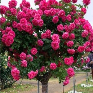 Роза Версаля купить по цене от 232р. в интернет-магазине «Посадика» с доставкой почтой в в Мензелинске и по всей России – [изображение №1].