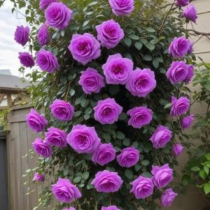 Роза Мистик Уайт купить по цене от 620р. в интернет-магазине «Посадика» с доставкой почтой в в Мензелинске и по всей России – [изображение №1].