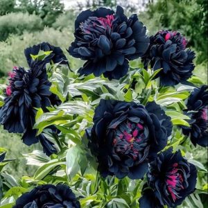 Пион древовидный Сердце Афродиты купить по цене от 600р. в интернет-магазине «Посадика» с доставкой почтой в в Мензелинске и по всей России – [изображение №1].