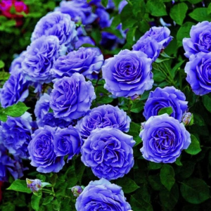 Роза Блю Мун купить по цене от 450р. в интернет-магазине «Посадика» с доставкой почтой в в Мензелинске и по всей России – [изображение №1].