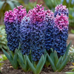 Гиацинт Блю Спринг купить по цене от 2099р. в интернет-магазине «Посадика» с доставкой почтой в в Мензелинске и по всей России – [изображение №1].