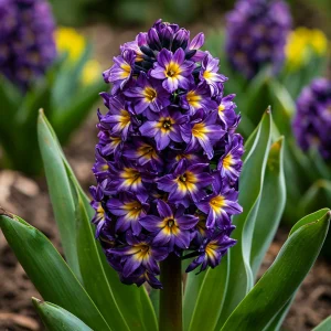 Гиацинт Вельвет Колор купить по цене от 2099р. в интернет-магазине «Посадика» с доставкой почтой в в Мензелинске и по всей России – [изображение №1].