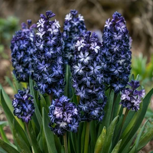 Гиацинт Блум Клауд купить по цене от 2099р. в интернет-магазине «Посадика» с доставкой почтой в в Мензелинске и по всей России – [изображение №1].