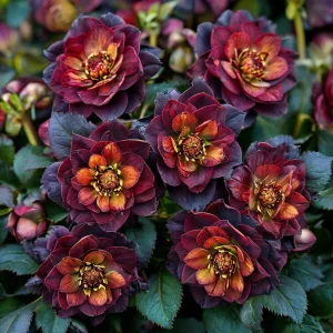 Морозник Сноу Дроп купить по цене от 348р. в интернет-магазине «Посадика» с доставкой почтой в в Мензелинске и по всей России – [изображение №1].