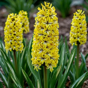 Гиацинт Сансет Голд купить по цене от 2099р. в интернет-магазине «Посадика» с доставкой почтой в в Мензелинске и по всей России – [изображение №1].