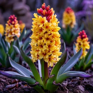 Гиацинт Миднайт Мистери купить по цене от 2099р. в интернет-магазине «Посадика» с доставкой почтой в в Мензелинске и по всей России – [изображение №1].