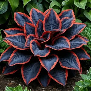 Хоста Солнечный Агат купить по цене от 440р. в интернет-магазине «Посадика» с доставкой почтой в в Мензелинске и по всей России – [изображение №1].