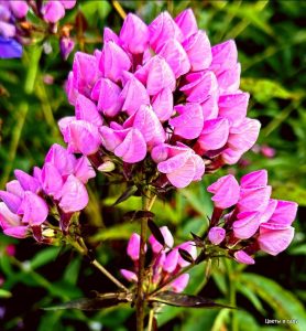 Флокс Бутоник купить по цене от 461р. в интернет-магазине «Посадика» с доставкой почтой в в Мензелинске и по всей России – [изображение №1].