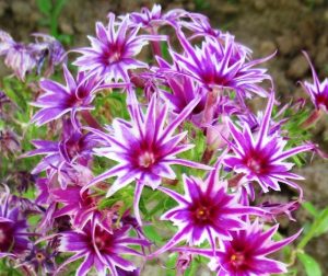 Флокс Звездное Кружево купить по цене от 361р. в интернет-магазине «Посадика» с доставкой почтой в в Мензелинске и по всей России – [изображение №1].