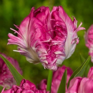 Тюльпан махровый Кул Кристал купить по цене от 400р. в интернет-магазине «Посадика» с доставкой почтой в в Мензелинске и по всей России – [изображение №1].