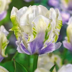 Тюльпан Уайт Лизарт купить по цене от 360р. в интернет-магазине «Посадика» с доставкой почтой в в Мензелинске и по всей России – [изображение №1].