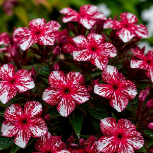 Флокс Ливер Гриммер купить по цене от 590р. в интернет-магазине «Посадика» с доставкой почтой в в Мензелинске и по всей России – [изображение №1].