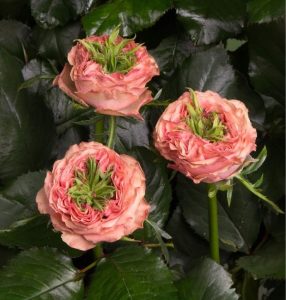 Роза Амбер Инчант купить по цене от 495р. в интернет-магазине «Посадика» с доставкой почтой в в Мензелинске и по всей России – [изображение №1].