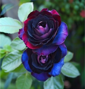 Роза Скарлет Рэвери купить по цене от 489р. в интернет-магазине «Посадика» с доставкой почтой в в Мензелинске и по всей России – [изображение №1].