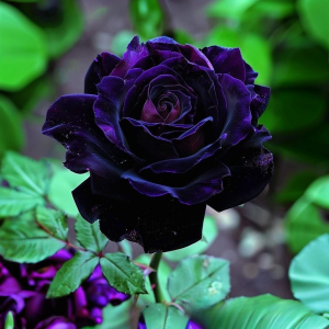 Роза Блэк Пантер купить по цене от 319р. в интернет-магазине «Посадика» с доставкой почтой в в Мензелинске и по всей России – [изображение №1].