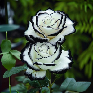 Роза Силк Ивин купить по цене от 319р. в интернет-магазине «Посадика» с доставкой почтой в в Мензелинске и по всей России – [изображение №1].